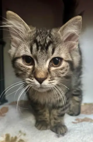 Tiger Lily/ TJ