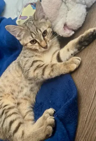 Hazel/Mickie