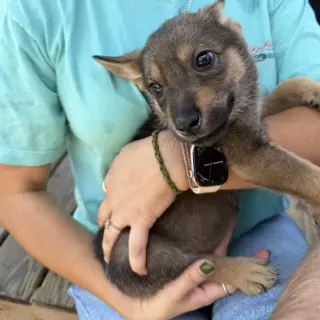 Fenrys