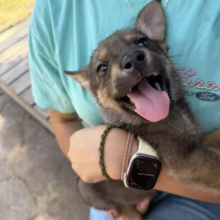 Fenrys