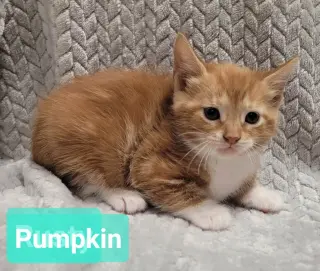 Pumpkin