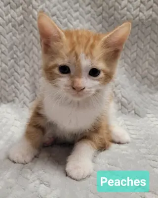 Peaches