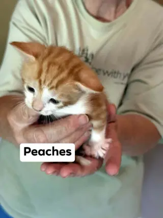 Peaches
