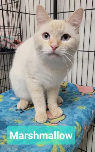 Marshmallow