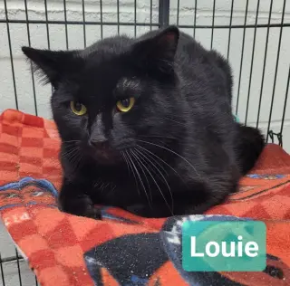 Louie