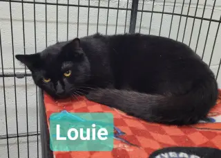 Louie