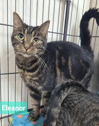 Eleanor