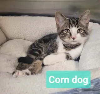 Corn dog