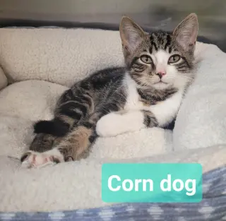Corn dog