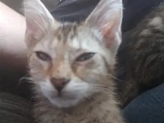 Carl