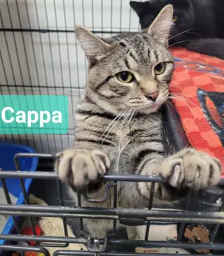 Cappa
