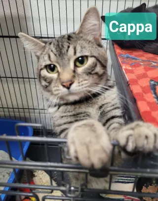 Cappa