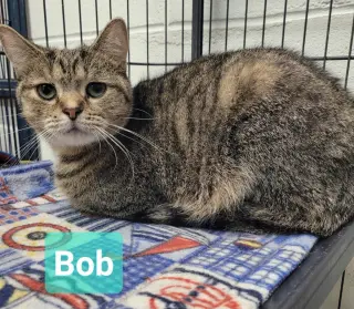 Bob