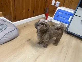 Simon