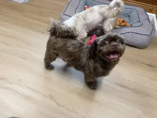 Simon