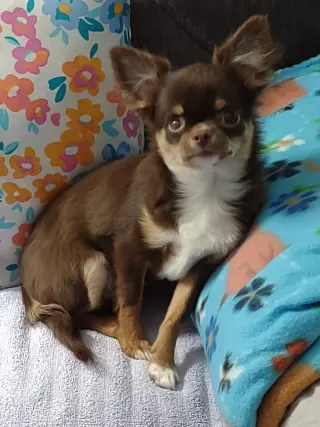 Frankie