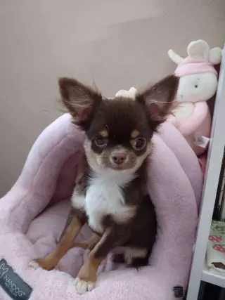 Frankie