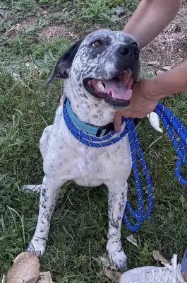 Catahoula dalmatian