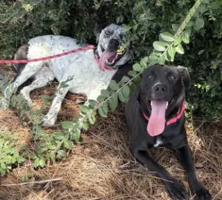 Catahoula dalmatian