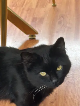 Kobe (Courtesy Post)