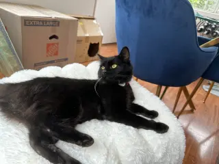 Kobe (Courtesy Post)