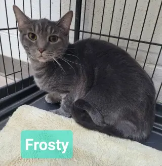 Frosty