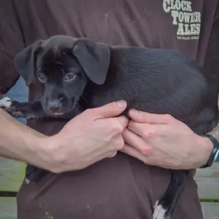Harper