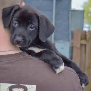 Harper