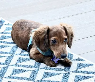 Maverick