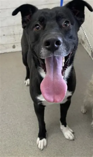 BOY