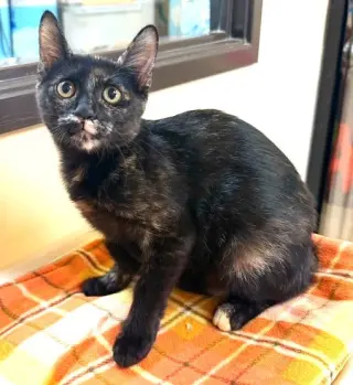 Kitten Quyen