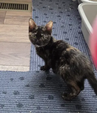 Toffee