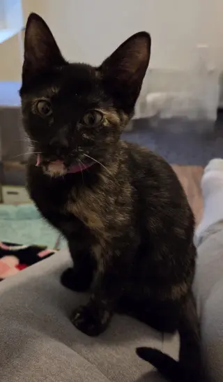 Truffle