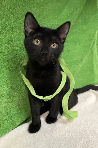 Rico