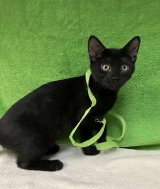 Rico