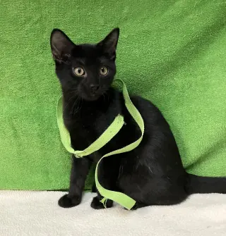Rico