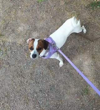 Cleo, a small 1 year old female