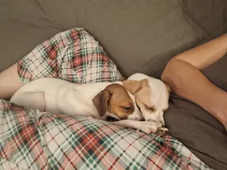 Cleo, a small 1 year old female