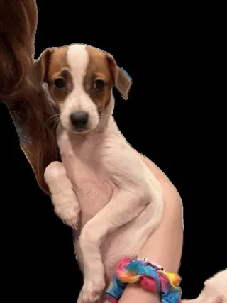 Cleo, a small 1 year old female
