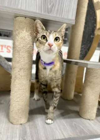 SUKI