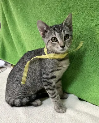 Gloria