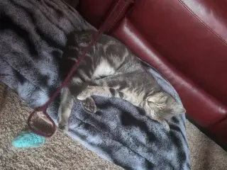 Mowgli - KBC