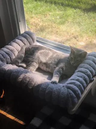 Mowgli - KBC