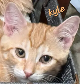 Kyle