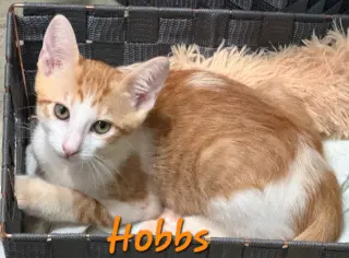 Hobbs