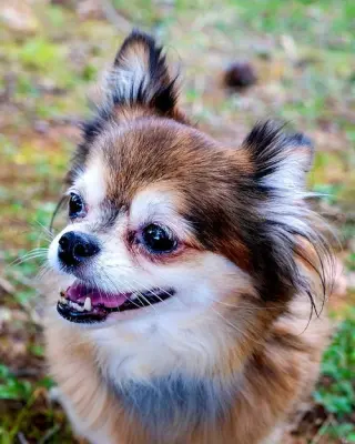 DARLING DARCY