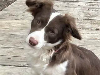 Millie