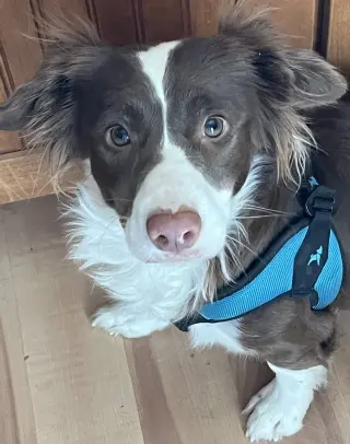 Millie