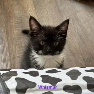 Whismur