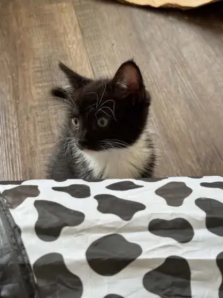 Whismur
